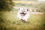 rennender Shih Tzu