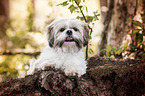 liegender Shih Tzu