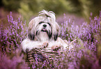 liegender Shih Tzu