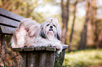 liegender Shih Tzu