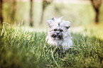 rennender Shih Tzu