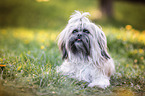 liegender Shih Tzu