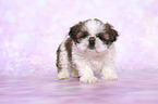 stehender Shih Tzu Welpe