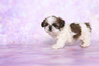 stehender Shih Tzu Welpe