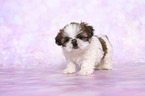 stehender Shih Tzu Welpe