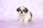 stehender Shih Tzu Welpe
