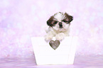 Shih Tzu Welpe in einer Kiste