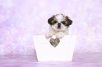 Shih Tzu Welpe in einer Kiste