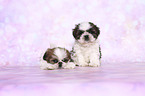 Shih Tzu Welpen