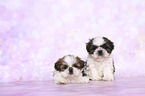 Shih Tzu Welpen