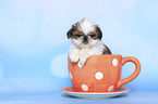 Shih Tzu Welpe in einer Tasse
