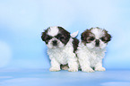 stehende Shih Tzu Welpen