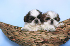 Shih Tzu Welpen in einem Krbchen