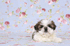 liegender Shih Tzu Welpe