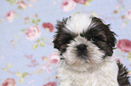 Shih Tzu Welpe Portrait