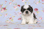 sitzender Shih Tzu Welpe