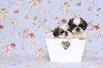 Shih Tzu Welpen in einer Kiste