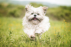 rennender Shih Tzu