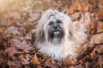 Shih Tzu im Herbstlaub