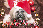 Shih Tzu mit weihnachtlicher Dekoration