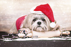 Shih Tzu mit weihnachtlicher Dekoration