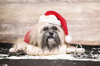 Shih Tzu mit weihnachtlicher Dekoration