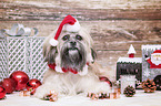 Shih Tzu mit weihnachtlicher Dekoration