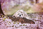 liegender Shih Tzu