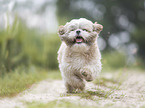 rennender Shih Tzu