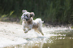 rennender Shih Tzu