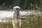 Shih Tzu im Wasser