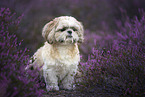 Shih Tzu in der Heide