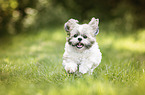 rennender Shih Tzu