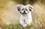 rennender Shih Tzu