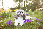 liegender Shih Tzu