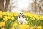 sitzender Shih Tzu