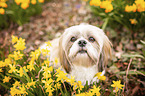 sitzender Shih Tzu