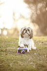 sitzender Shih Tzu