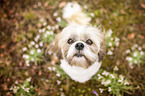 sitzender Shih Tzu