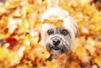 Shih Tzu im Herbst