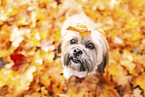 Shih Tzu im Herbst