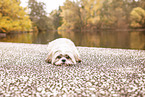 Shih Tzu im Herbst