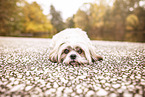 Shih Tzu im Herbst