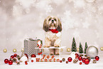 Shih Tzu mit Weihnachtsdeko