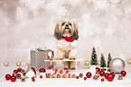 Shih Tzu mit Weihnachtsdeko