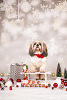 Shih Tzu mit Weihnachtsdeko