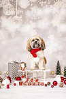 Shih Tzu mit Weihnachtsdeko