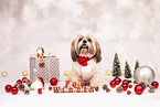 Shih Tzu mit Weihnachtsdeko