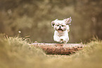 Shih Tzu im Sommer