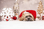 Shih Tzu mit Weihnachtsdeko